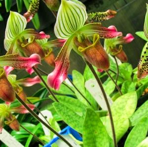 Meet your Posher, Barb